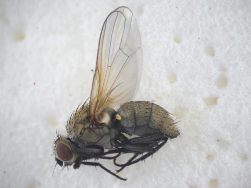 Réf. 186 492 : Hylemya sp.